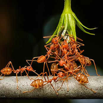 A group of ants eating a plant