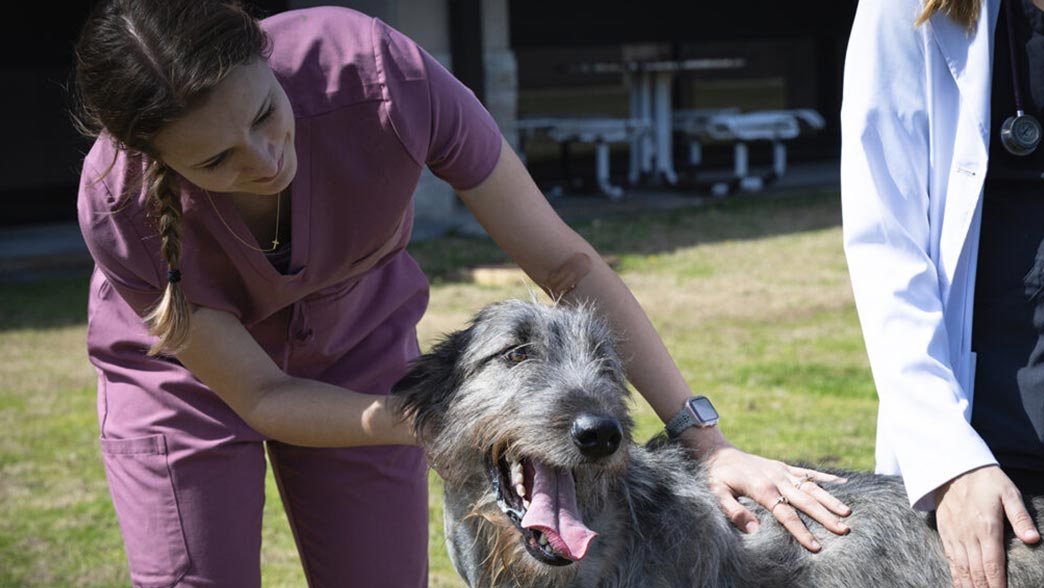 Texas A&M fourth-year veterinary student Morgan Haverstock with Irish Wolfhound MacIntosh