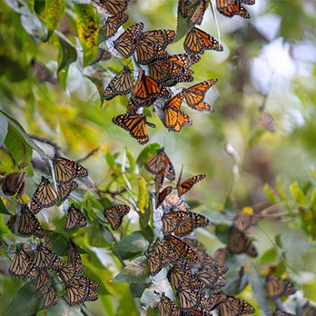 Monarch butterflies clustered together in a tree