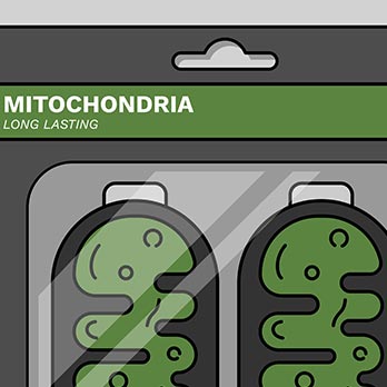 A graphic depicting two mitochondria as batteries
